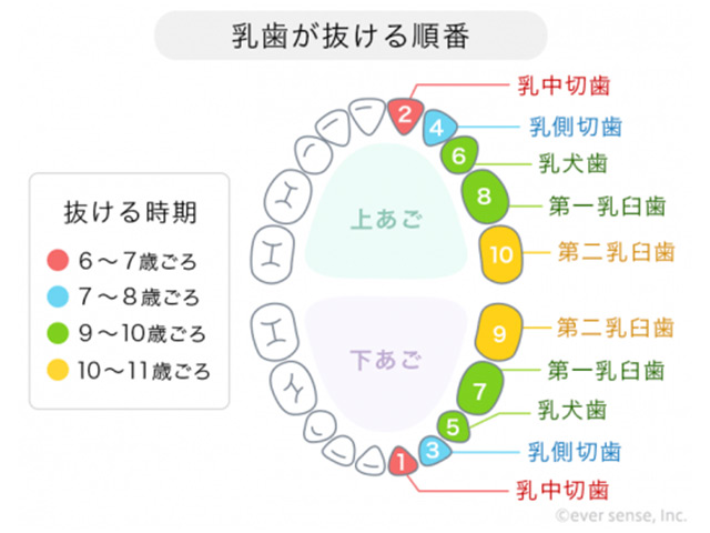 乳歯が抜ける順番